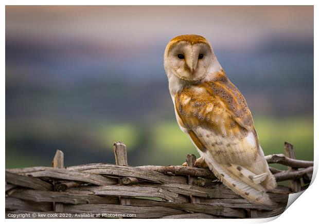 Barn Owl Print by kevin cook