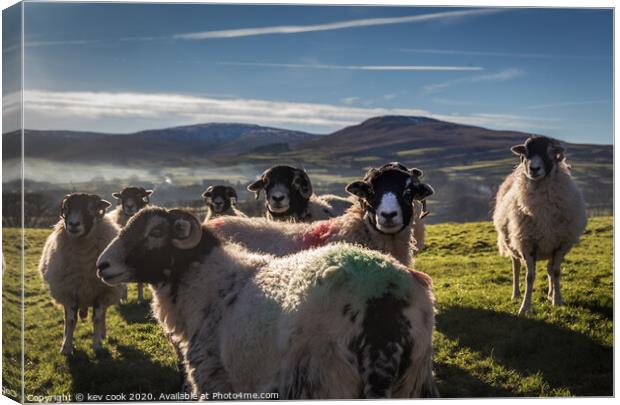 Coloured Swaledales  Canvas Print by kevin cook