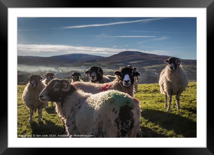 Coloured Swaledales  Framed Mounted Print by kevin cook