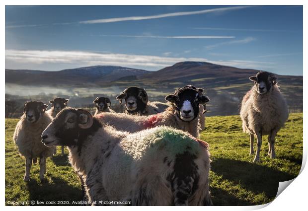 Coloured Swaledales  Print by kevin cook