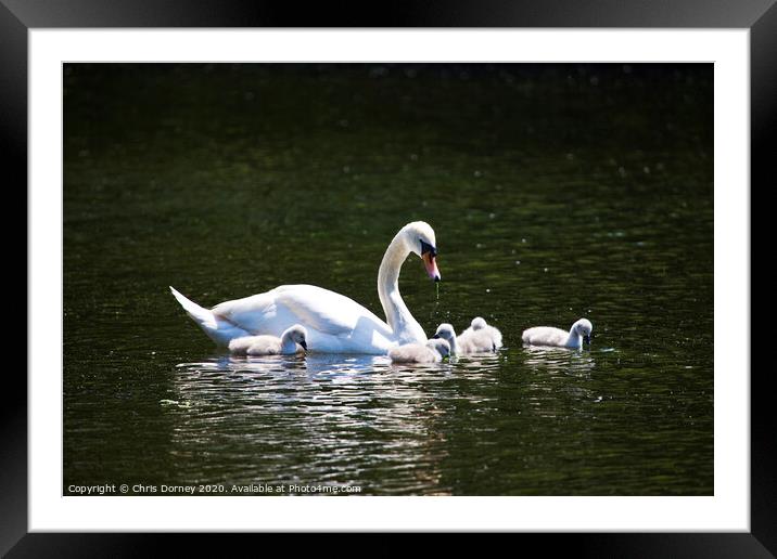 Swan and its Young at St James's Park Framed Mounted Print by Chris Dorney