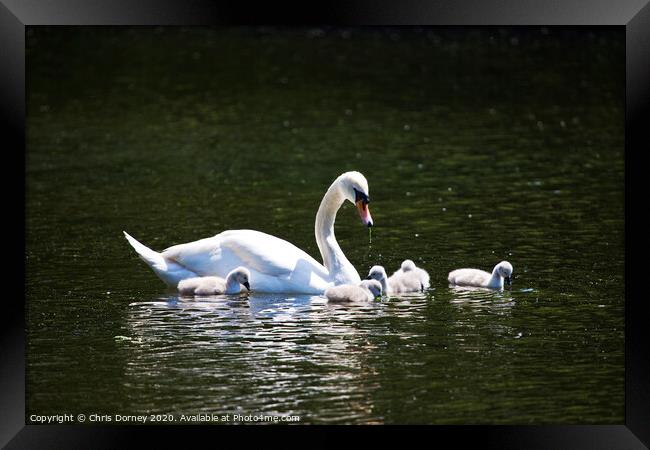 Swan and its Young at St James's Park Framed Print by Chris Dorney