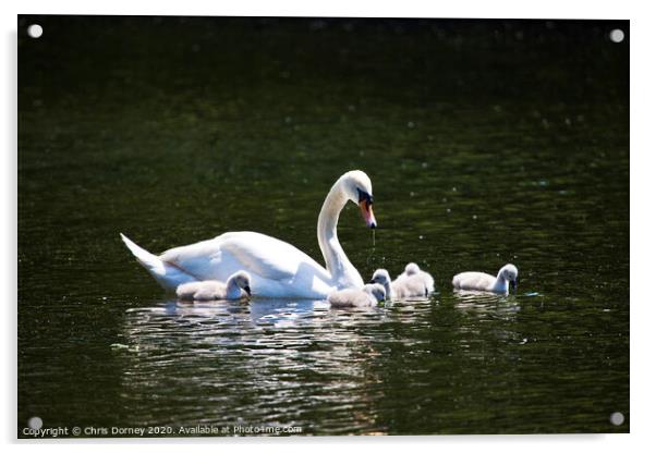 Swan and its Young at St James's Park Acrylic by Chris Dorney