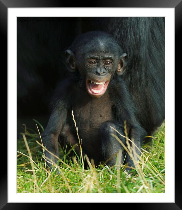 Happy Baby Bonobo Framed Mounted Print by rawshutterbug 