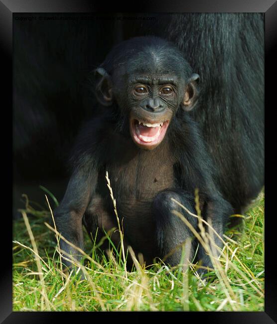 Happy Baby Bonobo Framed Print by rawshutterbug 