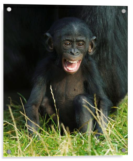 Happy Baby Bonobo Acrylic by rawshutterbug 