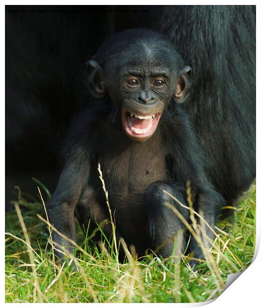 Happy Baby Bonobo Print by rawshutterbug 