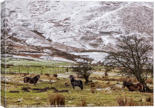 Derbyshire Ponies in the snow  Canvas Print by Holly Burgess