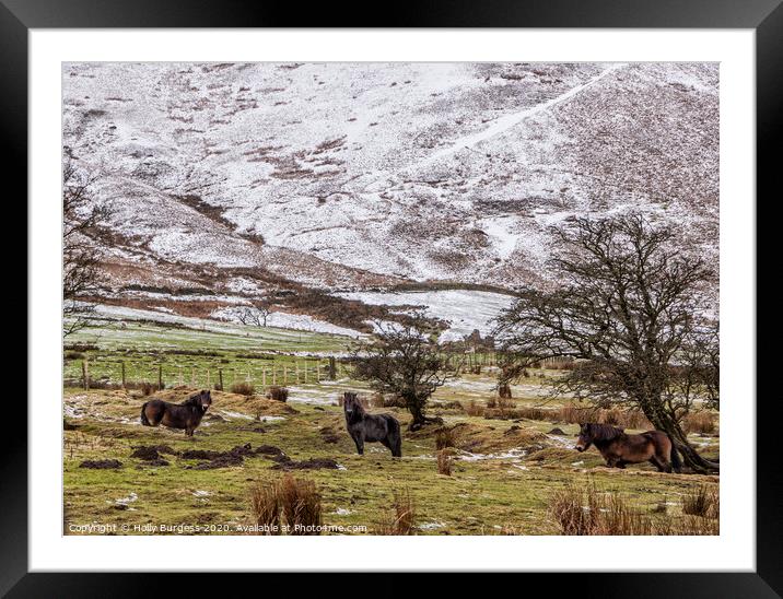 Derbyshire Ponies in the snow  Framed Mounted Print by Holly Burgess