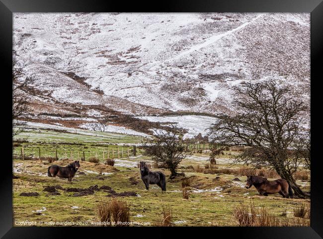 Derbyshire Ponies in the snow  Framed Print by Holly Burgess