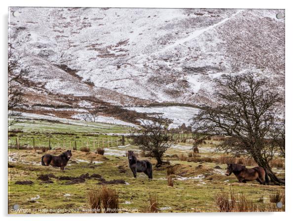 Derbyshire Ponies in the snow  Acrylic by Holly Burgess