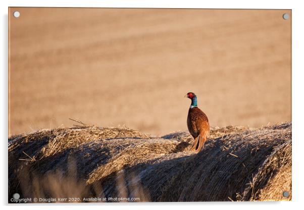 Pheasant on Hay bale Acrylic by Douglas Kerr