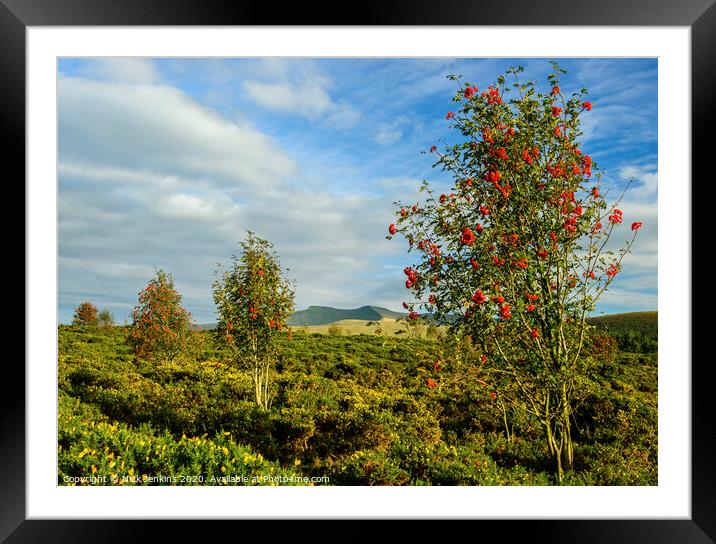 Brecon Beacons and Mountain Ash Trees  Framed Mounted Print by Nick Jenkins