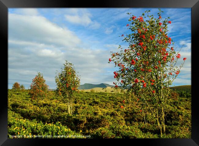Brecon Beacons and Mountain Ash Trees  Framed Print by Nick Jenkins