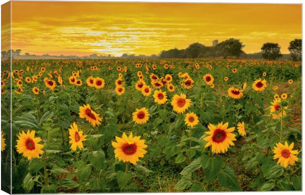 Fields of Gold Canvas Print by Paula Tracy