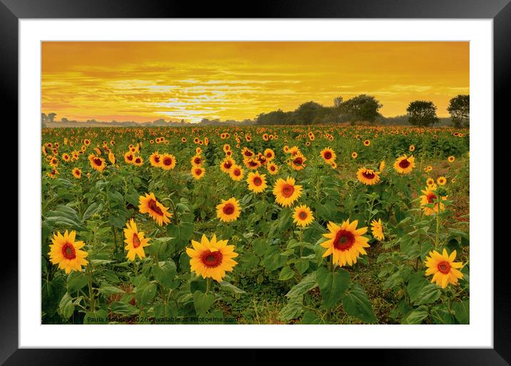 Fields of Gold Framed Mounted Print by Paula Tracy