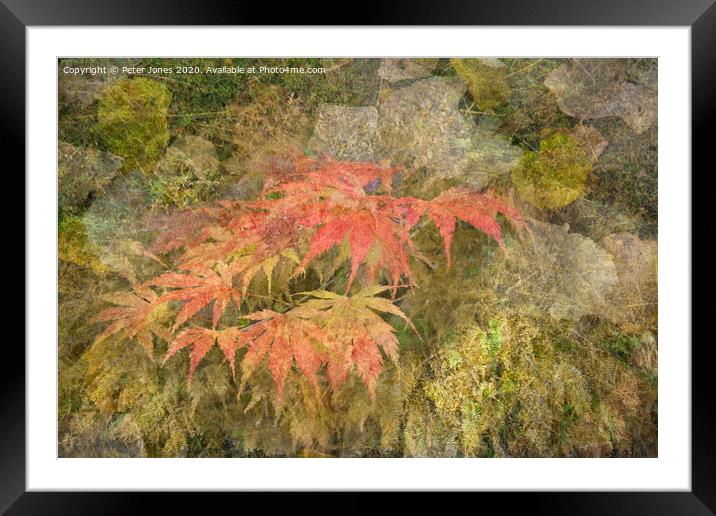 Early Autumn medley Framed Mounted Print by Peter Jones