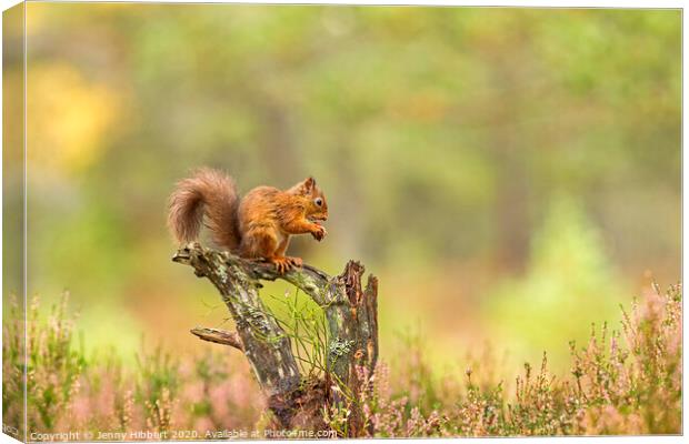 Red Squirrel feeding on a tree stump Canvas Print by Jenny Hibbert