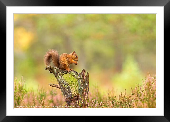 Red Squirrel feeding on a tree stump Framed Mounted Print by Jenny Hibbert