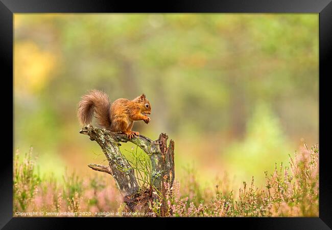 Red Squirrel feeding on a tree stump Framed Print by Jenny Hibbert