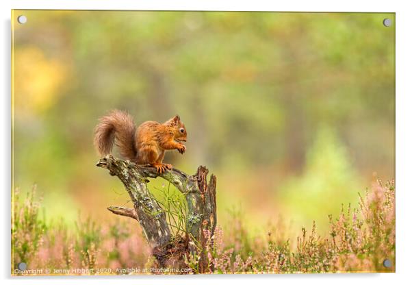 Red Squirrel feeding on a tree stump Acrylic by Jenny Hibbert