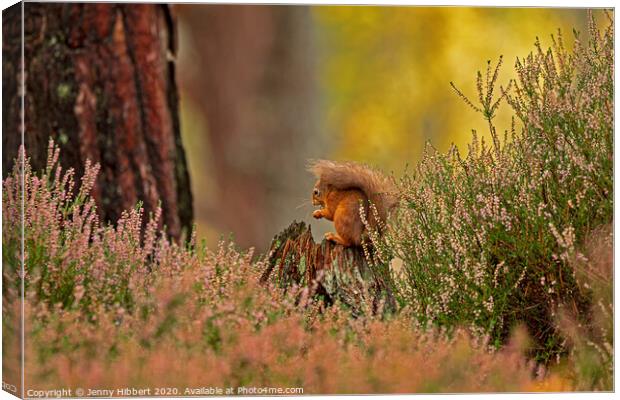 Red Squirrel framed by the heather Canvas Print by Jenny Hibbert