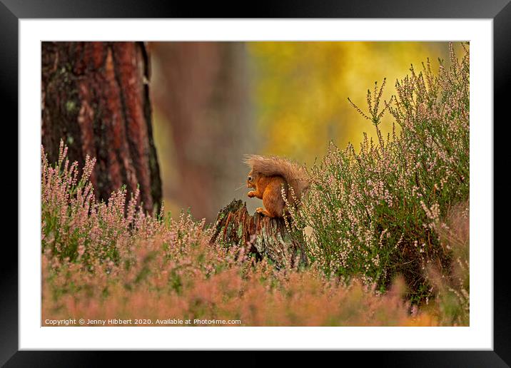 Red Squirrel framed by the heather Framed Mounted Print by Jenny Hibbert
