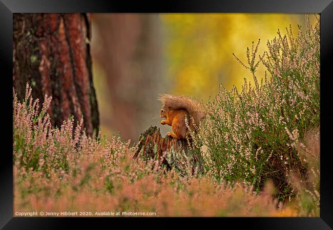 Red Squirrel framed by the heather Framed Print by Jenny Hibbert