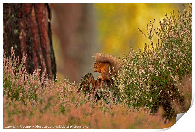 Red Squirrel framed by the heather Print by Jenny Hibbert