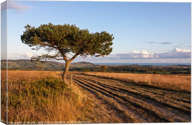 Scots Pine on Woodbury Common, East Devon Canvas Print by Bruce Little