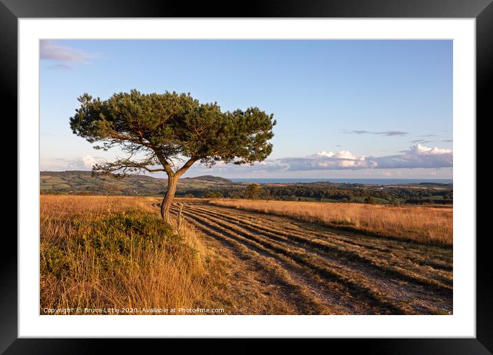 Scots Pine on Woodbury Common, East Devon Framed Mounted Print by Bruce Little