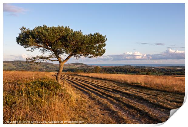 Scots Pine on Woodbury Common, East Devon Print by Bruce Little
