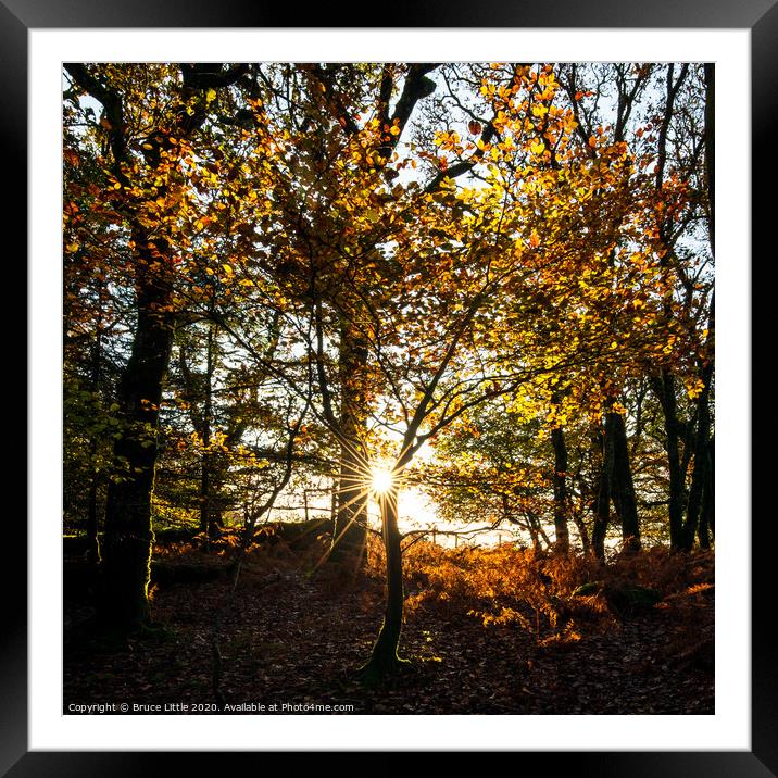 Sunburst in Burrator Woods, Dartmoor Framed Mounted Print by Bruce Little