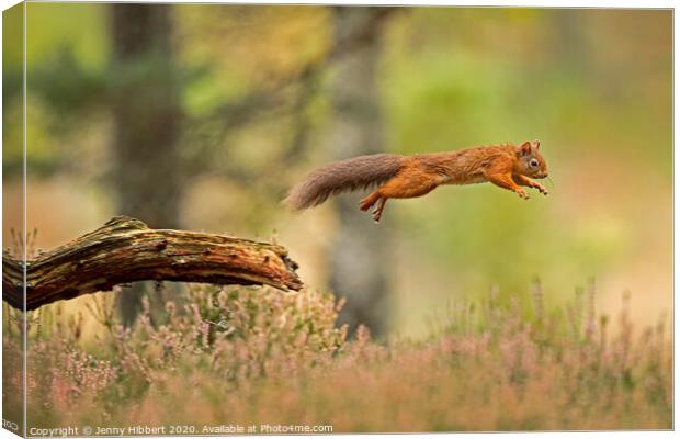 Red Squirrel leaping across a branch Canvas Print by Jenny Hibbert