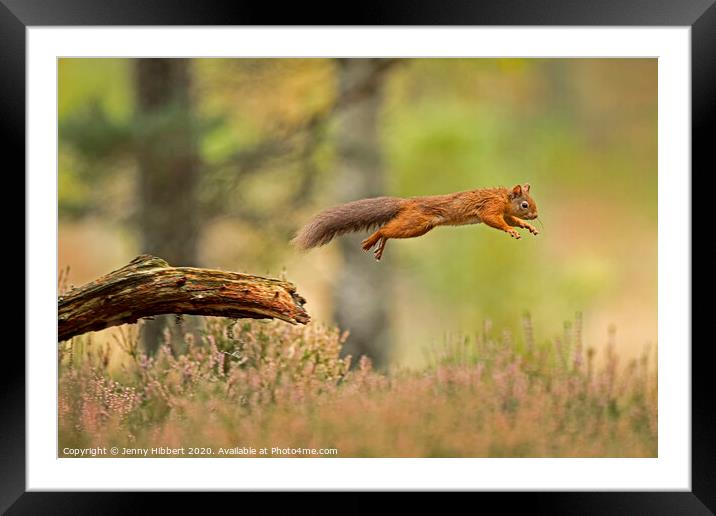 Red Squirrel leaping across a branch Framed Mounted Print by Jenny Hibbert