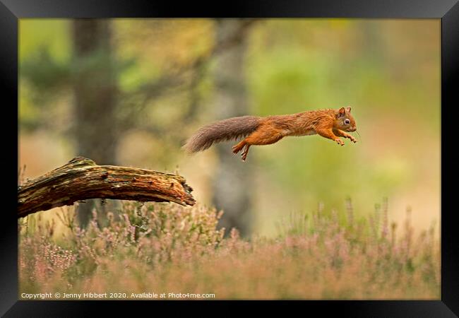 Red Squirrel leaping across a branch Framed Print by Jenny Hibbert