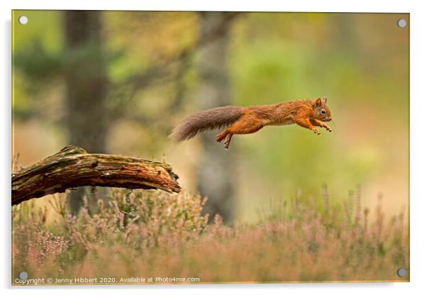 Red Squirrel leaping across a branch Acrylic by Jenny Hibbert