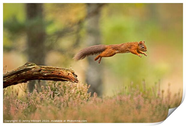 Red Squirrel leaping across a branch Print by Jenny Hibbert
