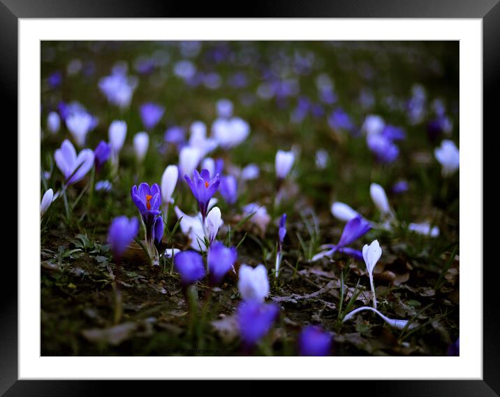 Blue Bloom Framed Mounted Print by Millie Bakewell