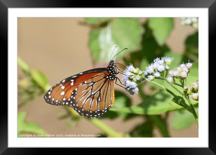Monarch butterfly, Costa Rica Framed Mounted Print by David Mather