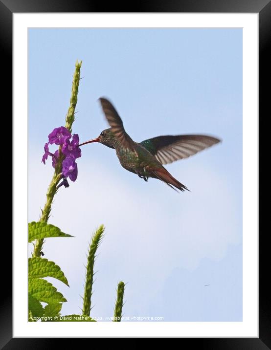 Rufous-tailed Hummingbird, Costa Rica Framed Mounted Print by David Mather