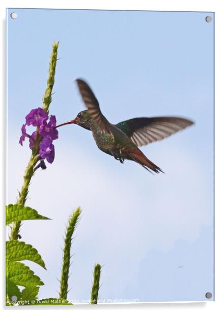 Rufous-tailed Hummingbird, Costa Rica Acrylic by David Mather