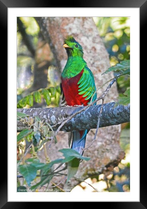 Resplendent Quetzal, Costa Rica Framed Mounted Print by David Mather