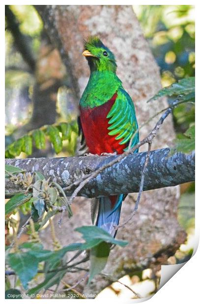 Resplendent Quetzal, Costa Rica Print by David Mather