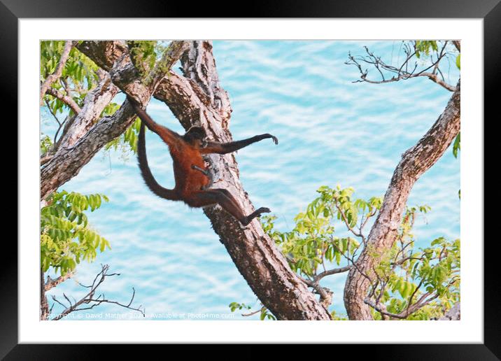 Spider Monkey leaps, baby hangs on, Costa Rica Framed Mounted Print by David Mather