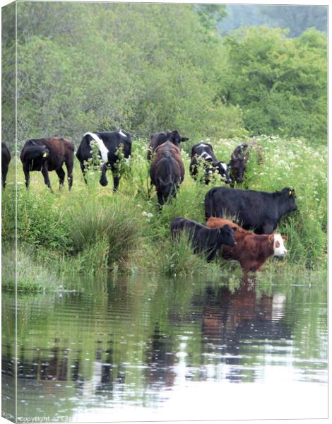 Cattle on the banks of the River Dart Canvas Print by Elizabeth Chisholm