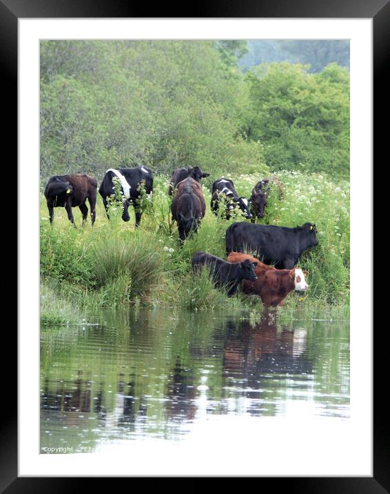 Cattle on the banks of the River Dart Framed Mounted Print by Elizabeth Chisholm