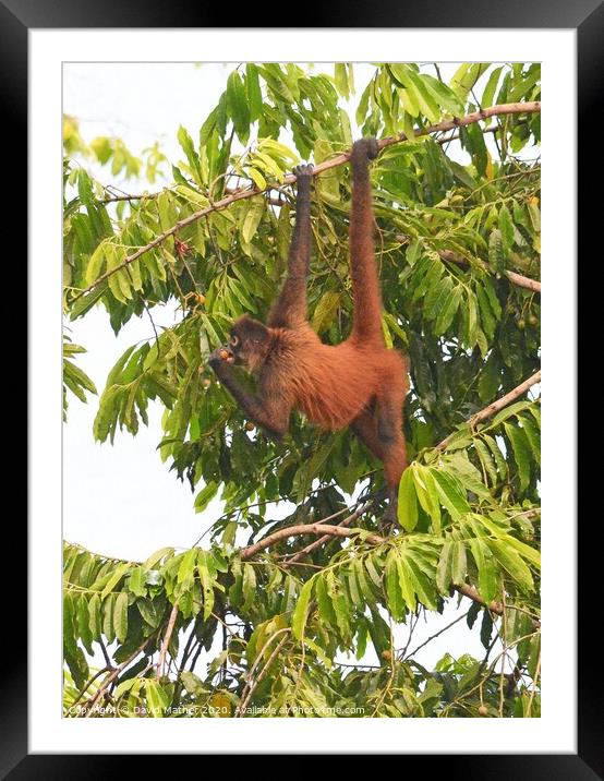 Spider Monkey at full stretch, Costa Rica Framed Mounted Print by David Mather