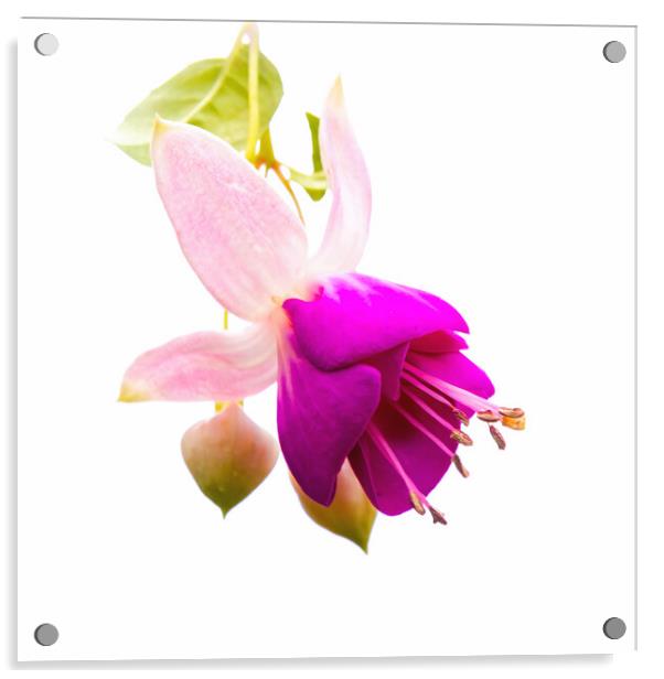 Vibrant Fuchsia Blossom Acrylic by Jeremy Sage