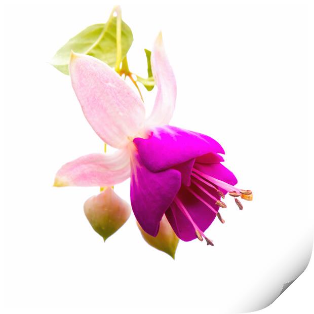 Vibrant Fuchsia Blossom Print by Jeremy Sage